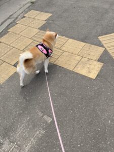 新年度と、ちょっと新しい働き方